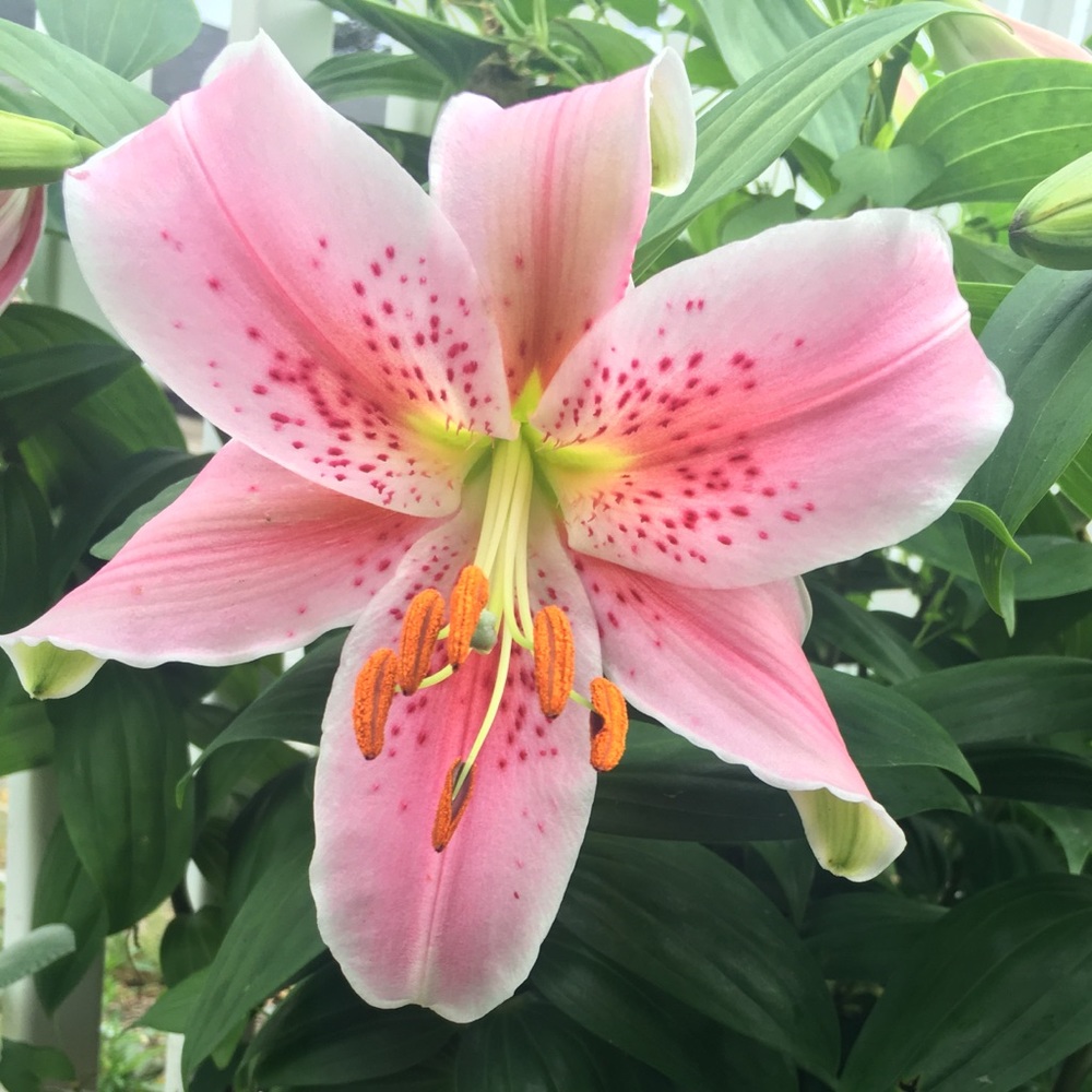 Meet your Posher, Christen